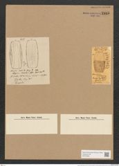 Amphora nobilis Greg. (de-Toni-Nr.: Genus 36, Species 1515) Zeichnungen Sammlung Grunow Nr. 2935 (NHMW-BOT-W0370283)